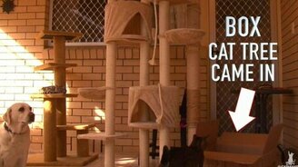 Кошачье логическое мышление - смотреть видео (0:21)