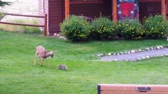 Оленёнок и кролик резвятся - смотреть видео (2:19)