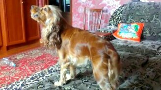 Кокер-спаниель зажигает - смотреть видео (0:48)