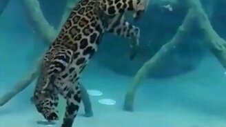 Ягуар под водой - смотреть видео (3:03)