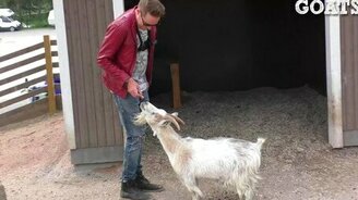 Звери реагируют на волшебство - смотреть видео (1:57)