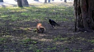 Ушлые вороны и ловкая белочка - смотреть видео (0:41)