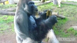 Горилла какает - смотреть видео (0:47)