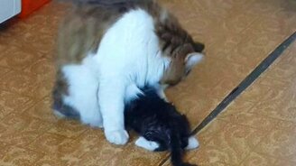 Кот заботится о котёнке - смотреть видео (0:33)