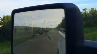 Гусь летит паралелльно с авто - смотреть видео (5:14)