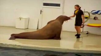 Девушка готовит моржа к лету - смотреть видео (1:29)