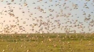 Как атакует саранча - смотреть видео (1:44)