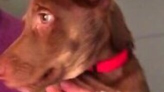 Попробуйте устоять и не зевнуть! - смотреть видео (0:56)