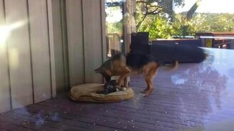 Овчарка укладывает спать щенка-игруна - смотреть видео (0:38)