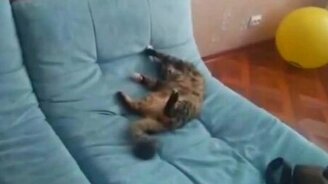 Миниужастик с котом - смотреть видео (0:19)