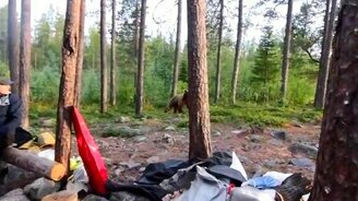 Как спугнуть медведя - смотреть видео (0:33)