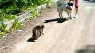 Кот-ниндзя защищает хозяев от собаки - смотреть видео (0:40)