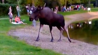 Лось вышел к людям - смотреть видео (1:53)