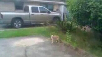 Доигралась птичка - смотреть видео (0:49)