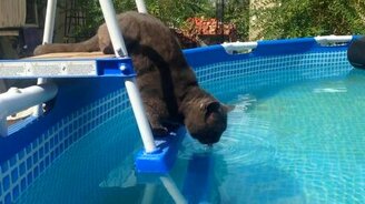 Кот пьёт из бассейна - смотреть видео (0:53)