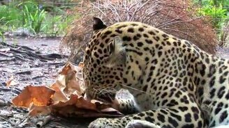 Как тигры наслаждаются кошачьей мятой - смотреть видео (3:54)