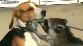 Десятка забавных енотов - смотреть видео (6:48)