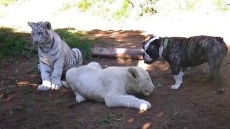 Пёс против львёнка и тигрёнка - смотреть видео (3:38)