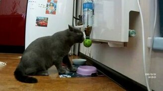 Как научить котика есть самостоятельно - смотреть видео (10:11)
