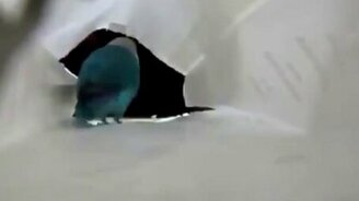 Попугай-танцор - смотреть видео (0:18)