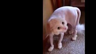 О, котэ, котэ, котэ! - смотреть видео (0:31)