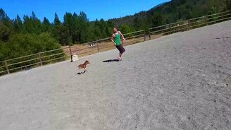 Самая маленькая лошадка - смотреть видео (1:48)