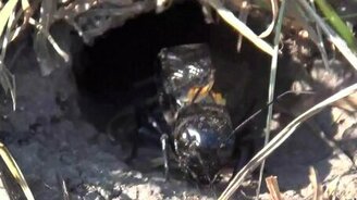 Как сверчит цикада - смотреть видео (0:55)