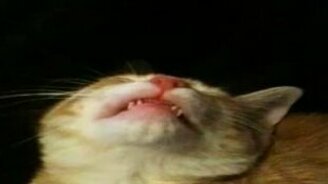 Спящий вампирчик - смотреть видео (1:44)