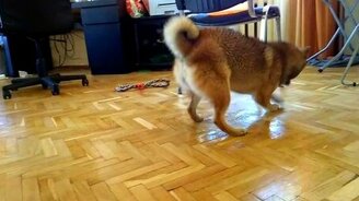 Собака моет пол - смотреть видео (1:14)