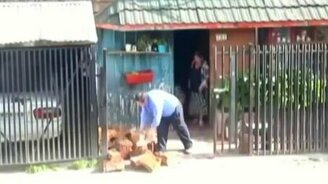 Собака-помогака - смотреть видео (1:14)