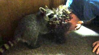 Енот против мохнатых голов - смотреть видео (3:03)