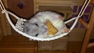 Грызун в гамаке трапезничает - смотреть видео (0:47)