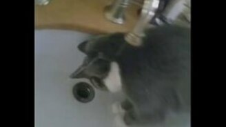 Струя загипнотизировала кота - смотреть видео (0:28)