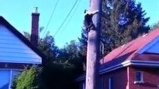 Белка обхитрила кошку - смотреть видео (1:18)