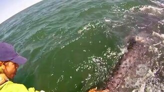 Погладили китёнка - смотреть видео (2:27)