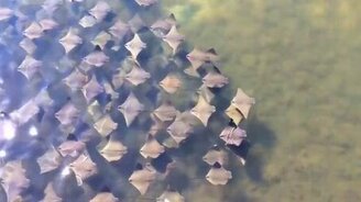 Скаты мигрируют - смотреть видео (0:26)