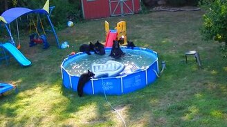 Медвежий туризм - смотреть видео (11:13)