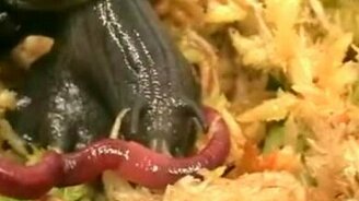 Улитка поедает червя - смотреть видео (1:29)