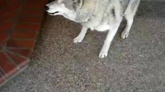 Собаки-чихальи - смотреть видео (1:49)