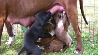 Щенята питбультерьера - смотреть видео (3:15)