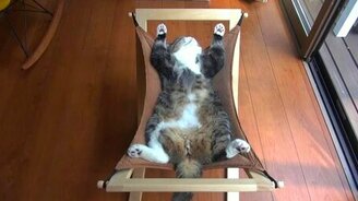 Мару в гамаке - смотреть видео (0:52)