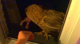 Кормёжка филина ночью - смотреть видео (0:52)