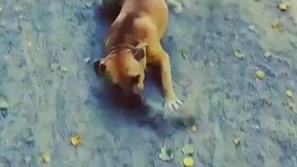 Экстренно затормозил - смотреть видео (0:07)