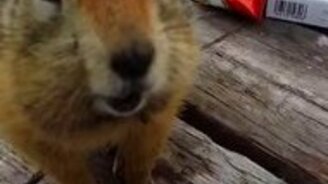 Наглый суслик ест чужую курицу - смотреть видео (0:42)