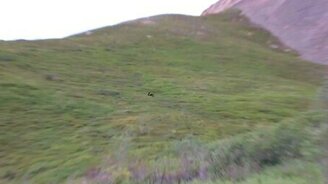 Медведи с горы катаются - смотреть видео (1:33)