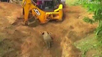 Как вытащить слоненка из ямы - смотреть видео (1:17)