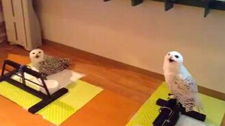 Совы строят глазки - смотреть видео (0:15)