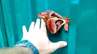 Большая яркая бабочка - смотреть видео (0:28)