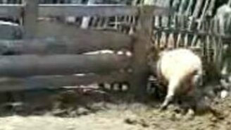 Прыгучий поросёнок - смотреть видео (0:12)