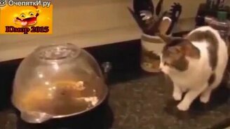 Сборник весёлостей с кошками - смотреть видео (3:53)